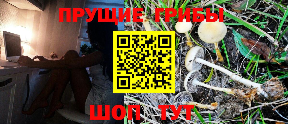 Галлюциногенные грибы Psilocybine cubensis Заводоуковск